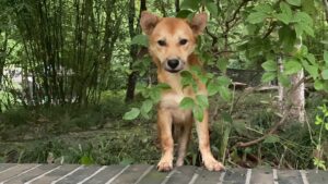 10+ Pet Store Design Ideas for a Functional & Stylish Retail Space ...