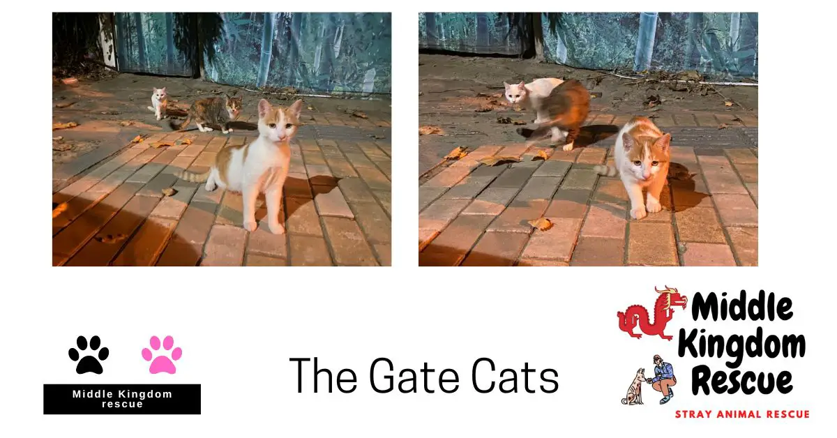 Feeding strays The gate cats & black and white dog.