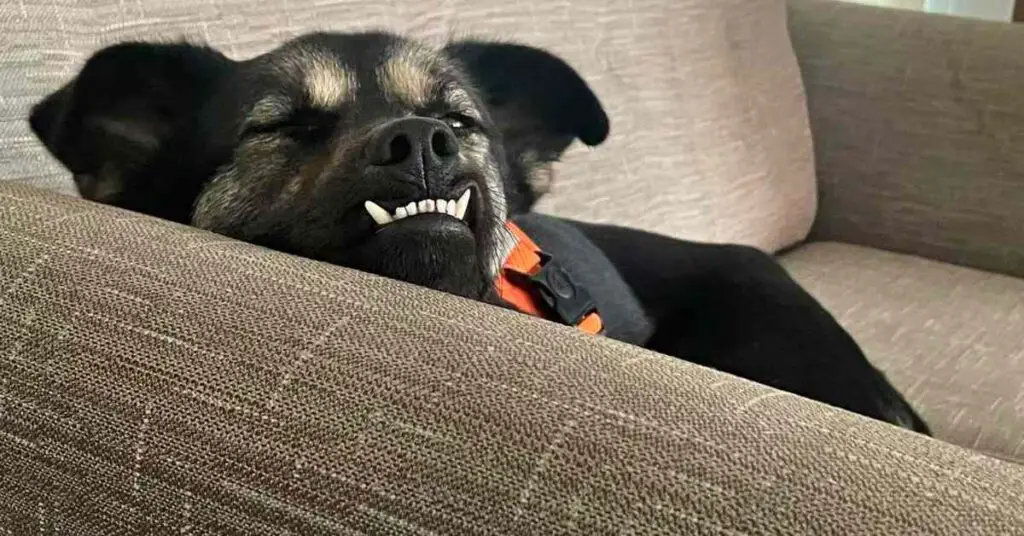 Quinn the black rescue dog on a sofa