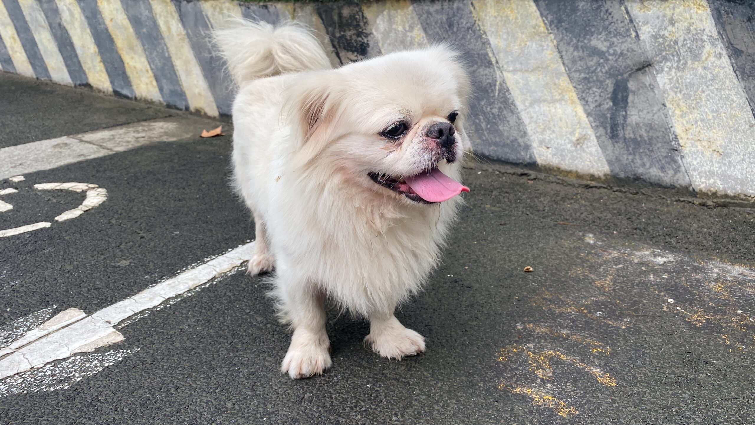 Pekingese Rescue dog called Lumi