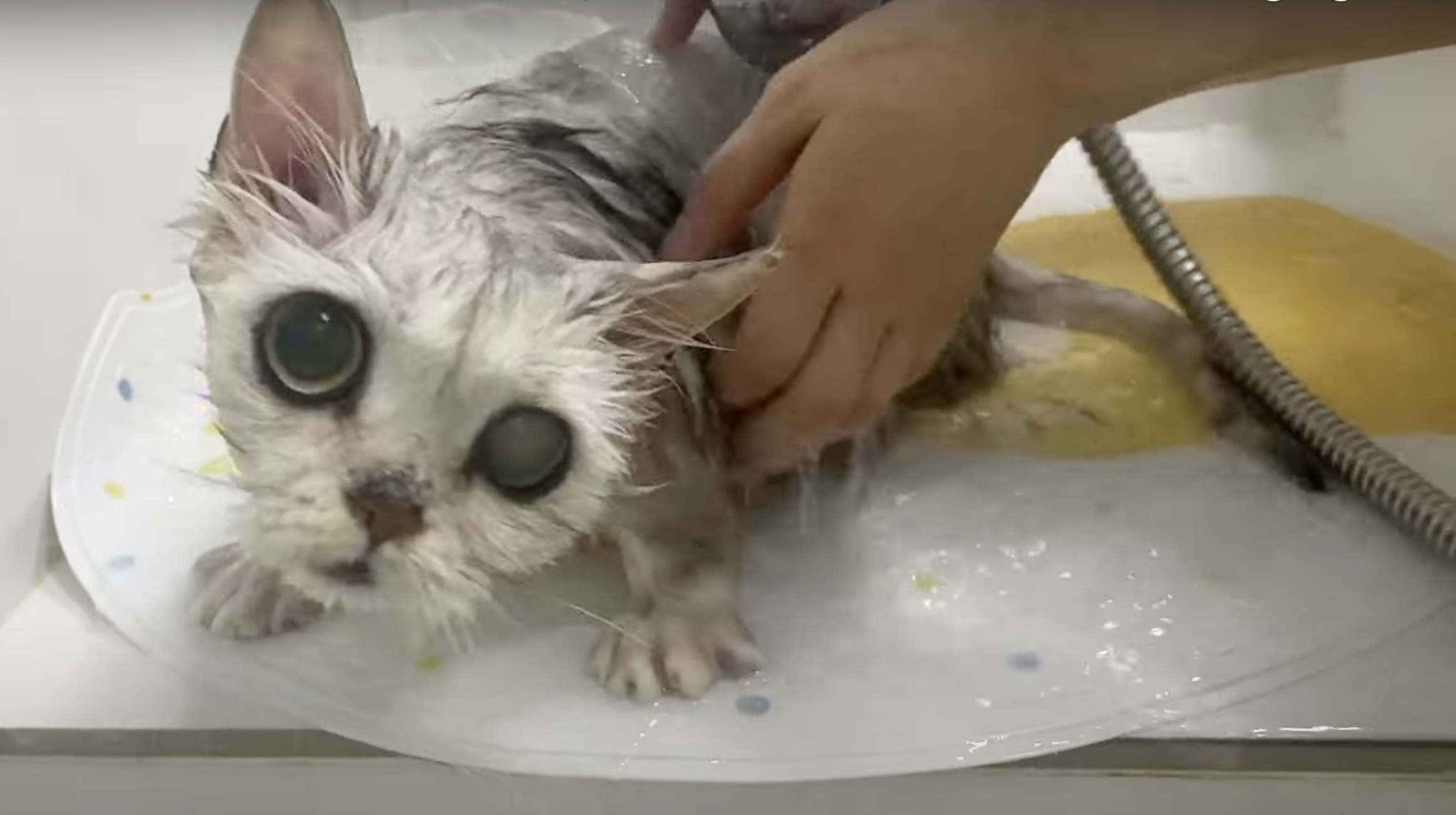 kitten having a wash