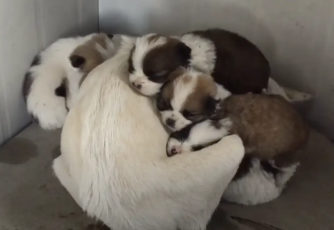 puppies feeding from their mother dog