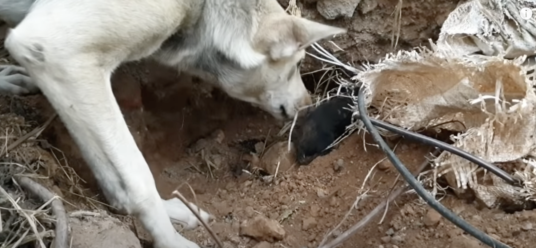 Mother dog asks for help saving puppies from the rain ...