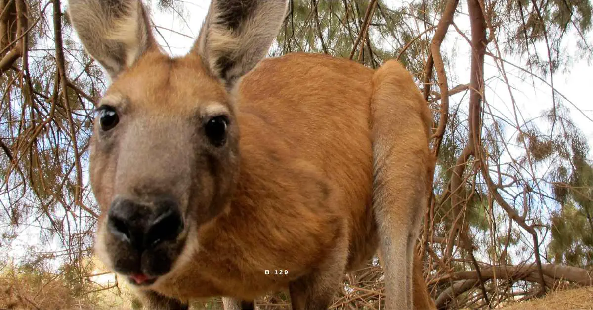 kangaroo up close