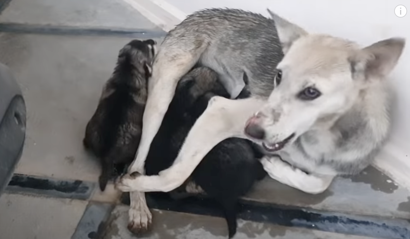 rescue dog and puppies safe