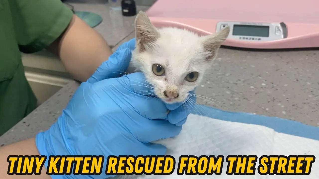snowflake the rescue kitten