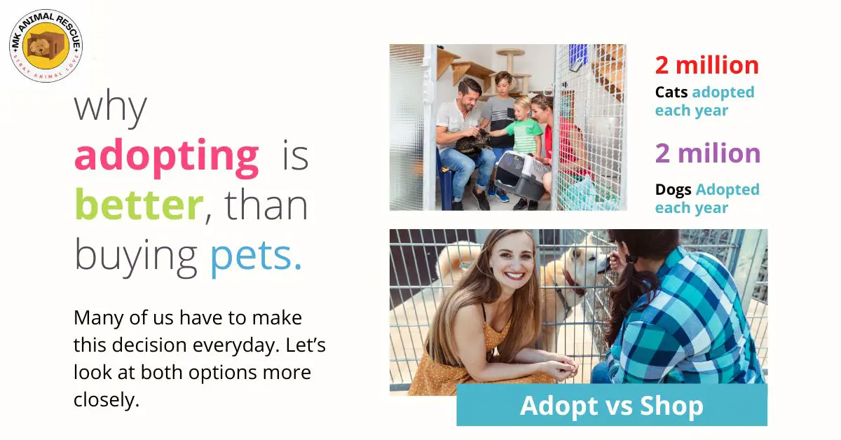adopting vs buying pets