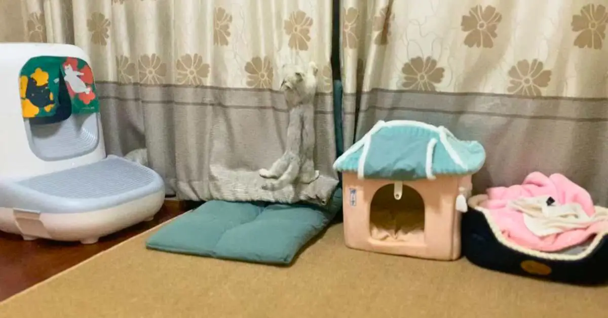 cats bedroom with automatic cat litter tray