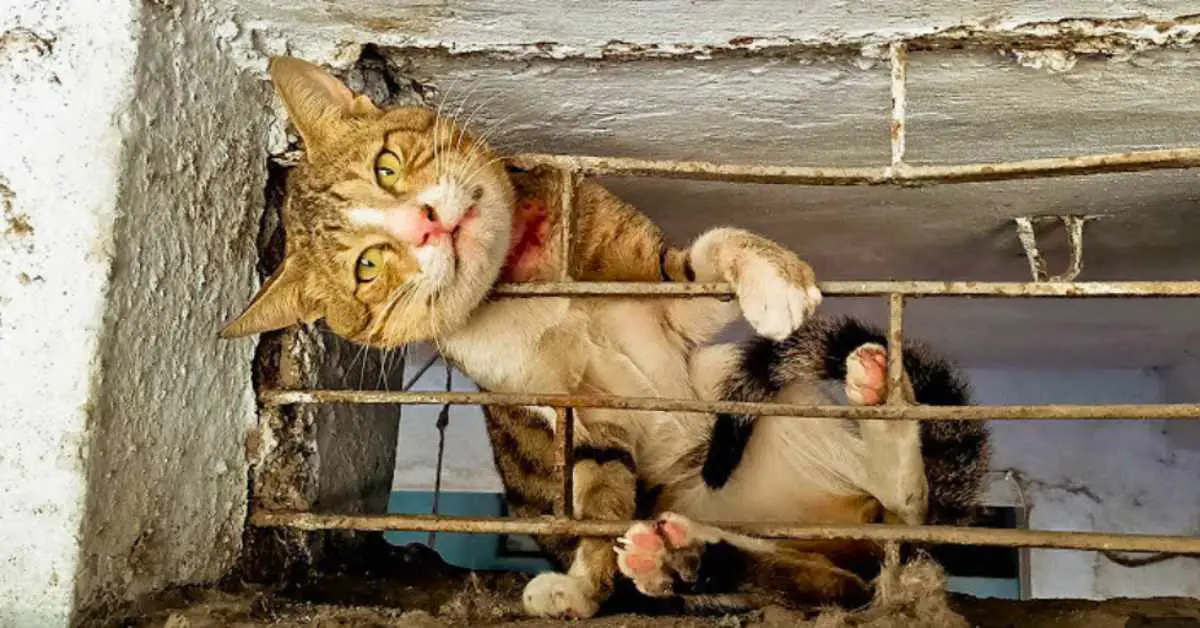 cats head stuck in metal window bars