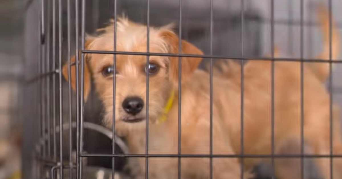 dog in shelter cage