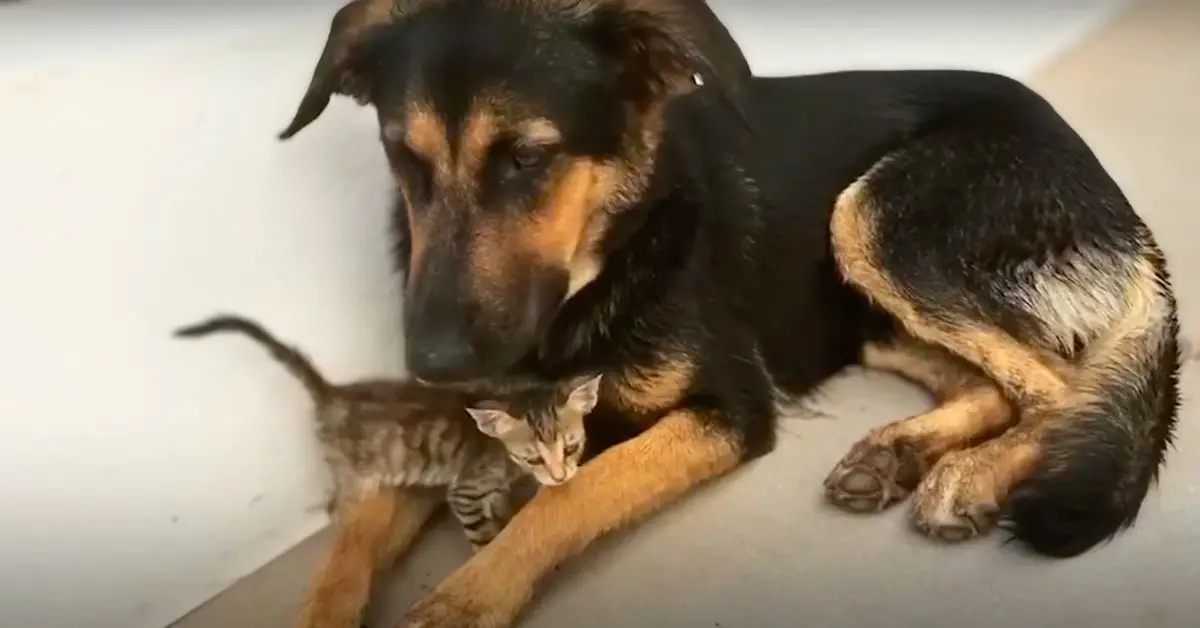 rescue kitten and new dog mum