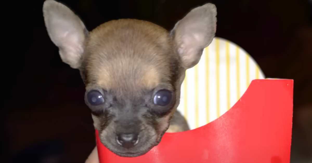 Turbo the tiny 2 leg dog
