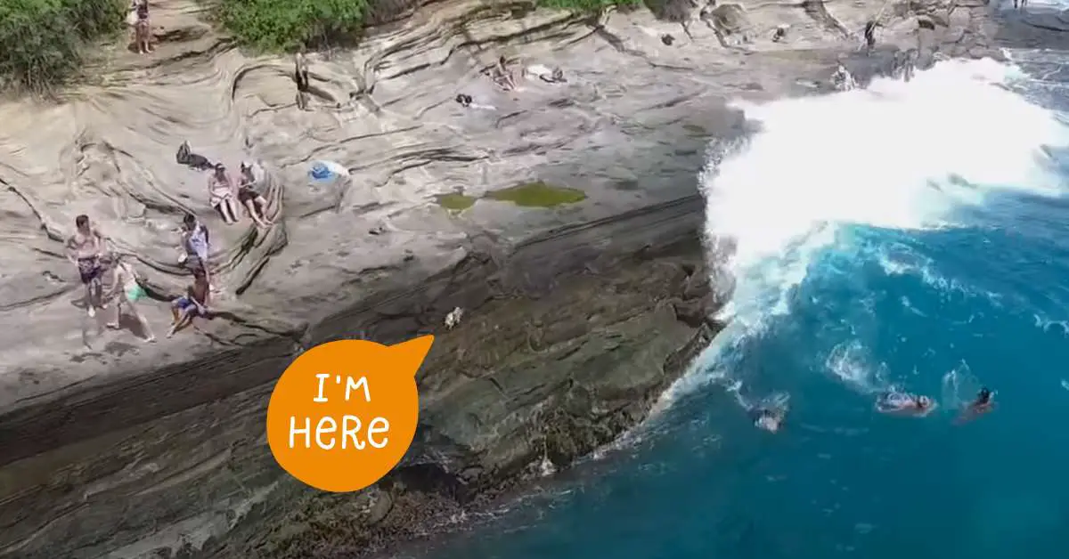 dog on cliff edge