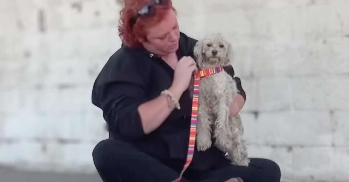 homeless poodle being rescued