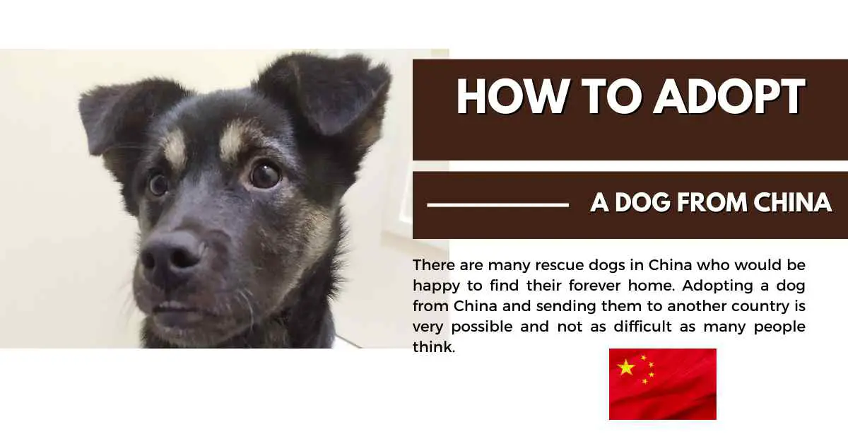adopt a dog from china
