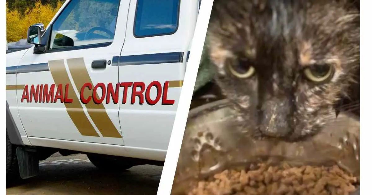 cat caught by animal control