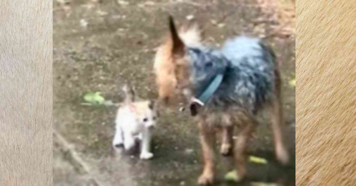 yorkie dog rescuing kitten