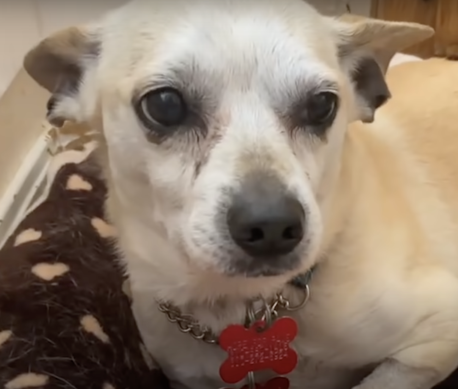 happy buddy the rescue dog