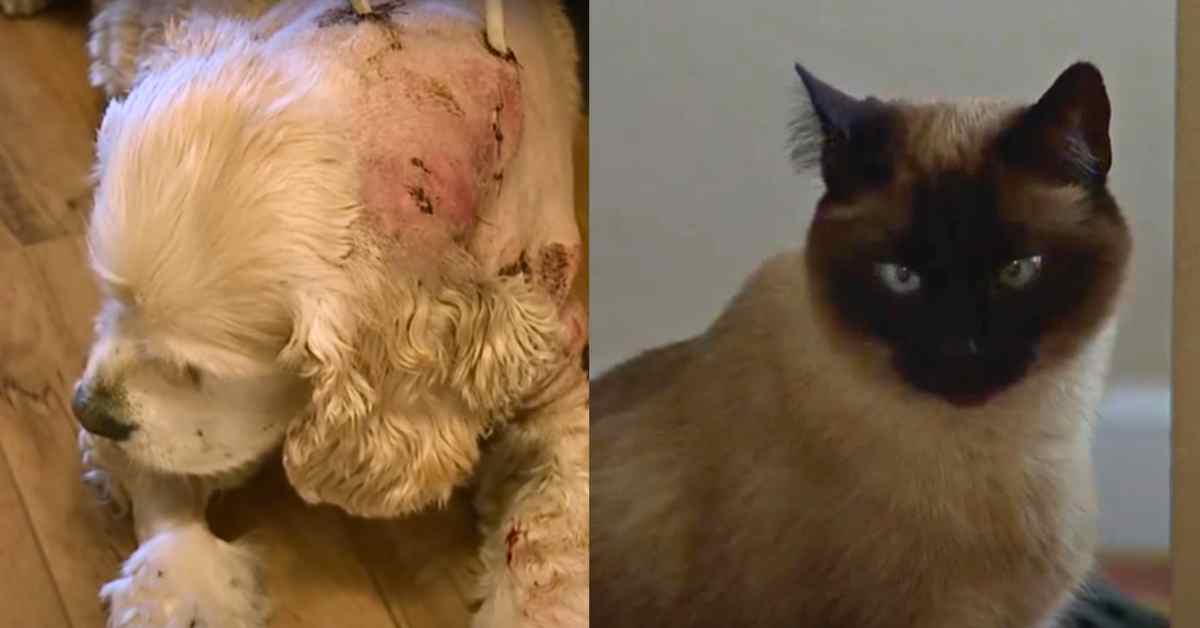 injured dog and the cat who saved him