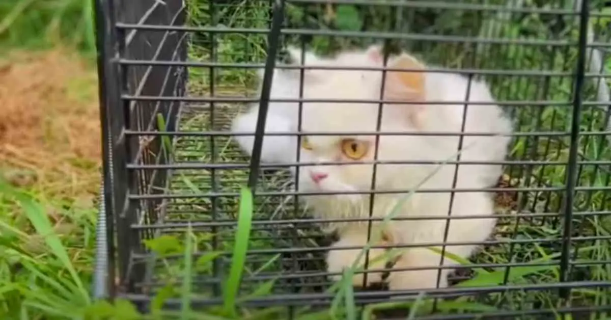 Cat Rescued From Sll Tiny stray kitten taking last breath is rescued - middlekingdomrescue.com