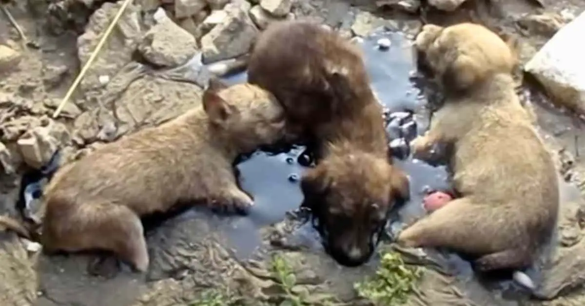 puppies stuck in car