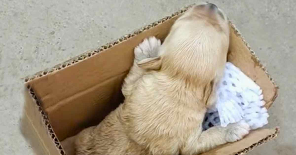 puppy in cardboard box