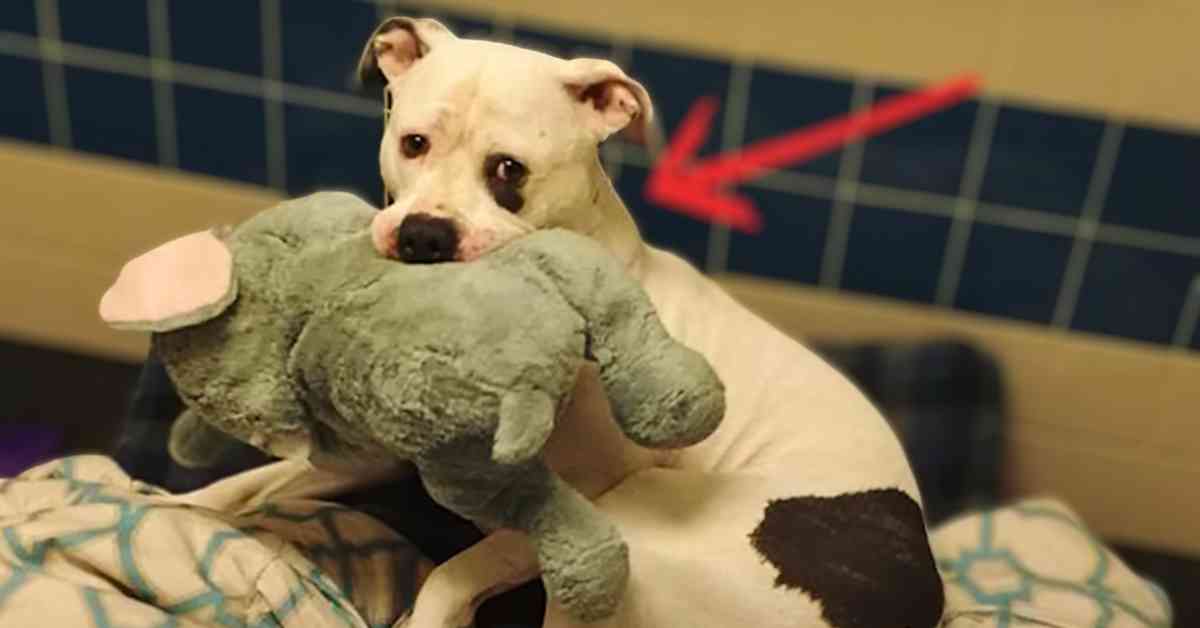 shelter dog and elephant toy