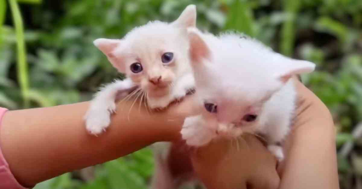 two white rescue kittens with big eyes looking at you