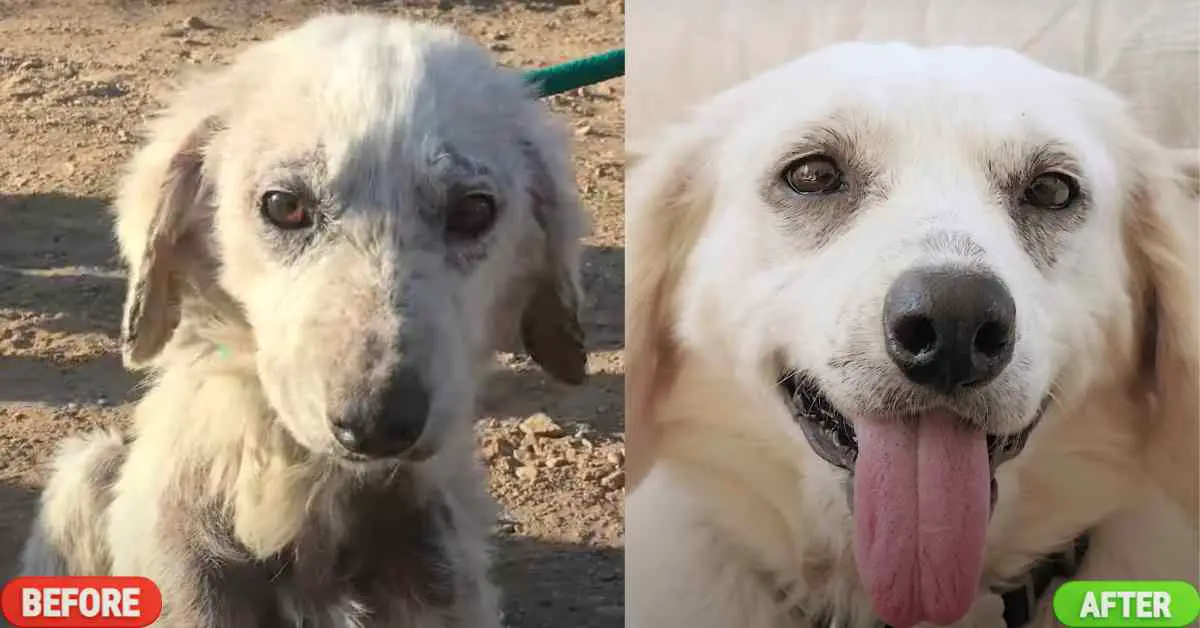 before and after dog rescued