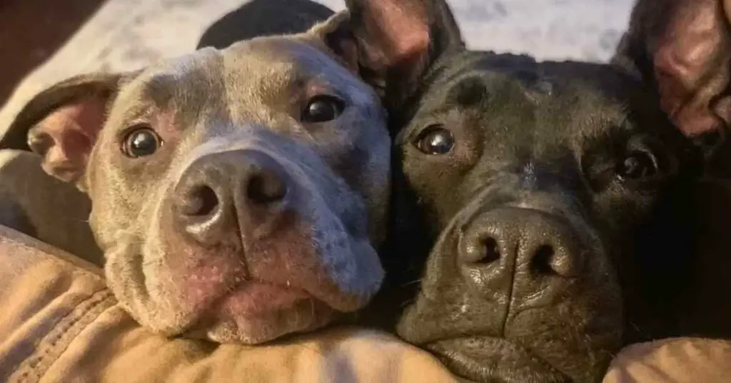 Bella and rose the dogs