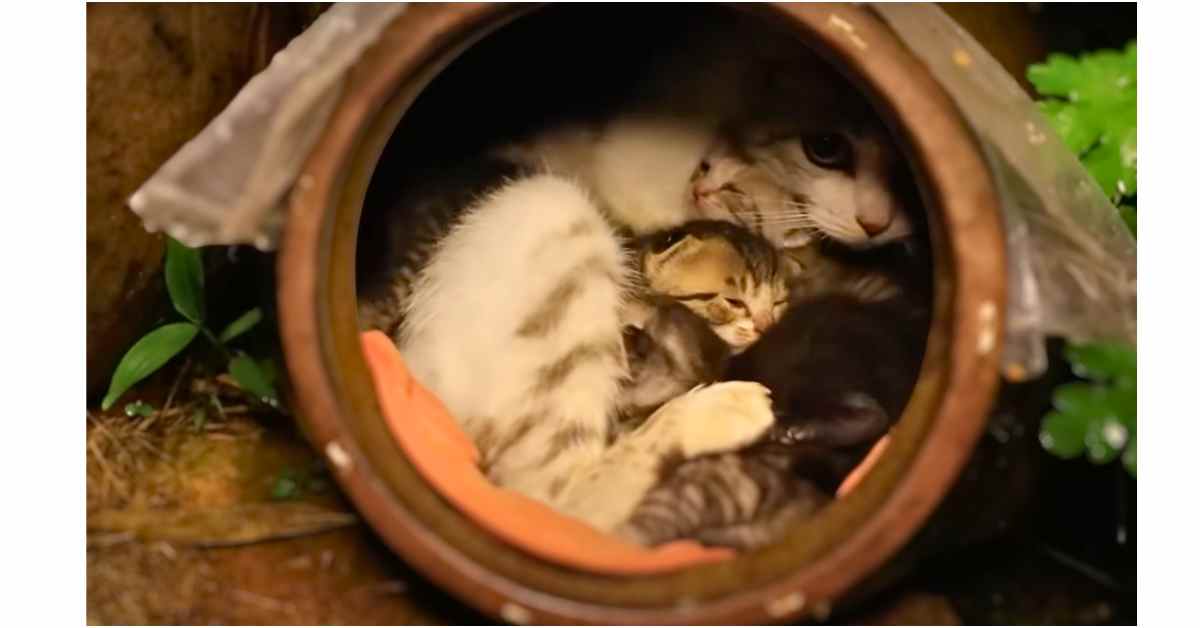 cat family living in a jar