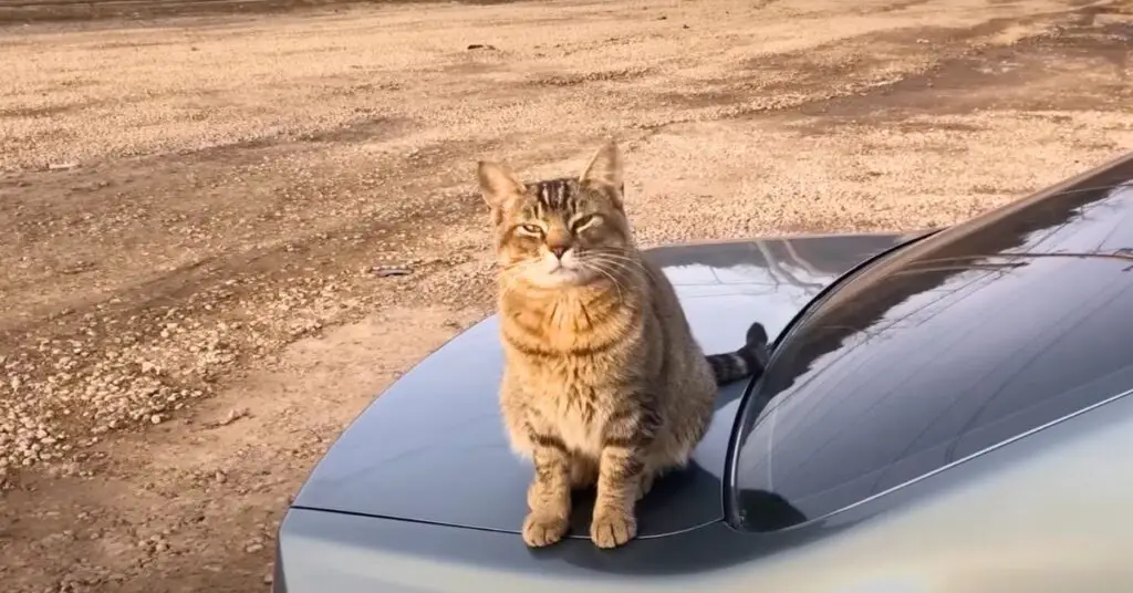 cat on car