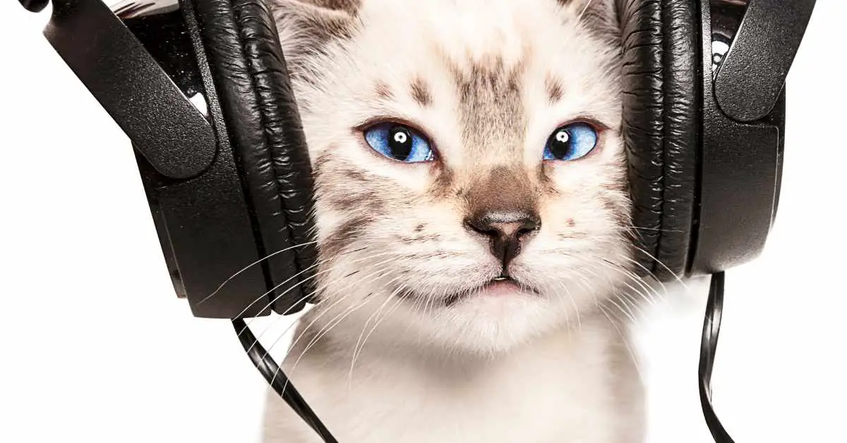 cat listening to music