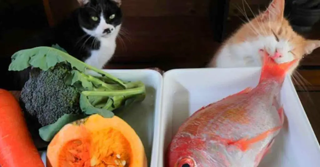 cats and food