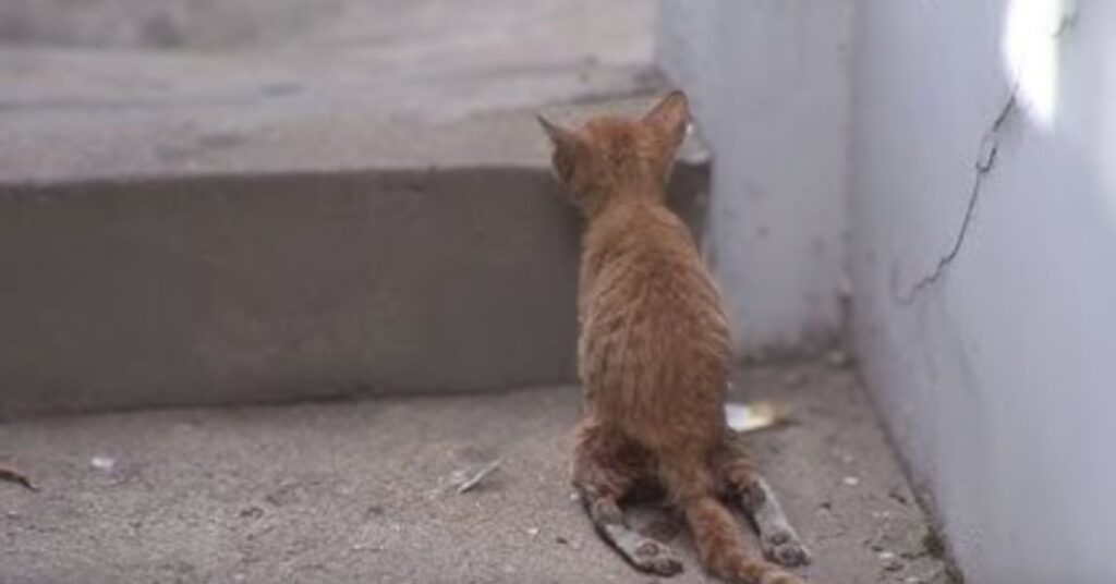 disabled kitten trying to climb step