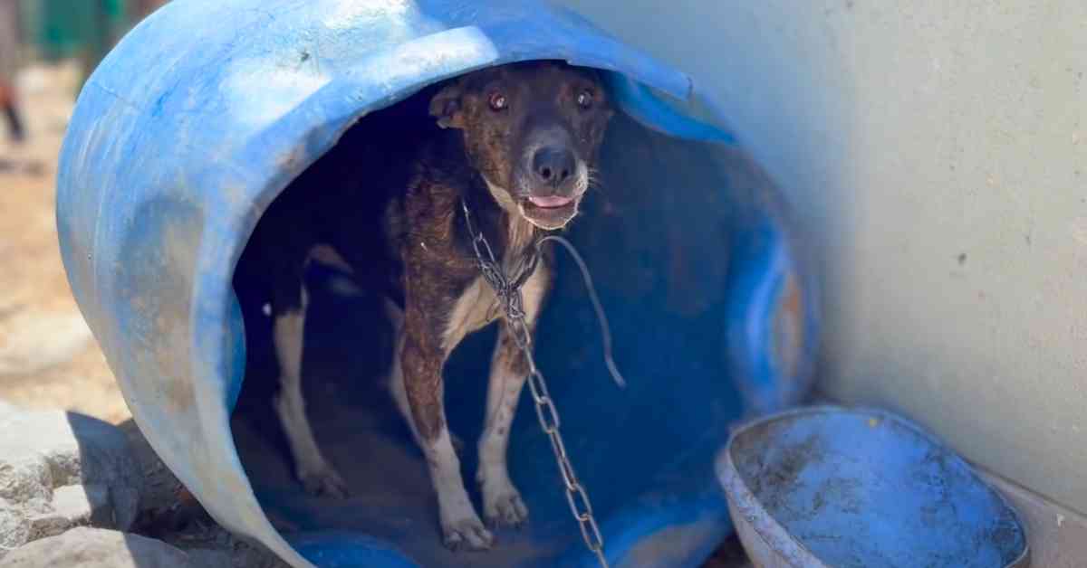 dog chained up in a blue barrel outside owners house