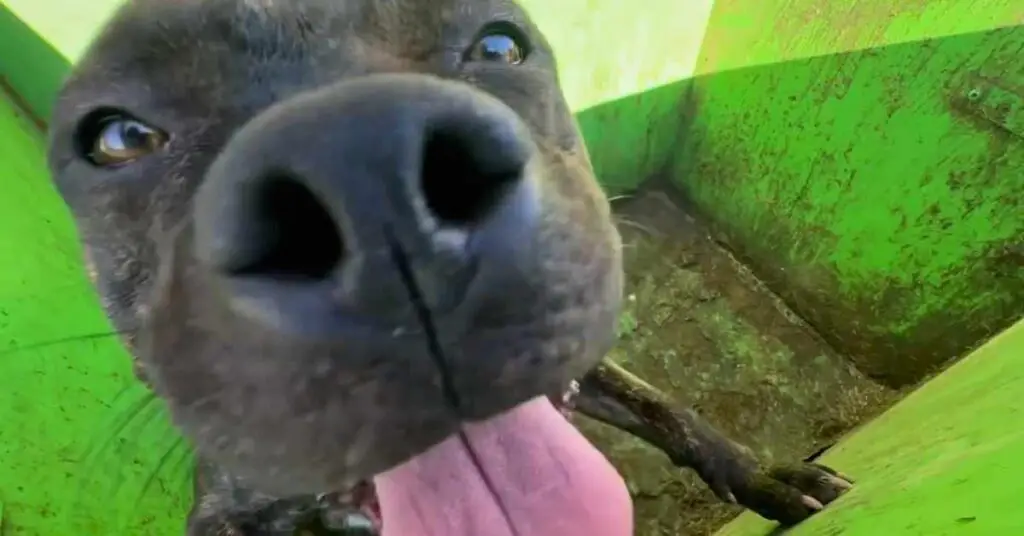 dog in dumpster close up