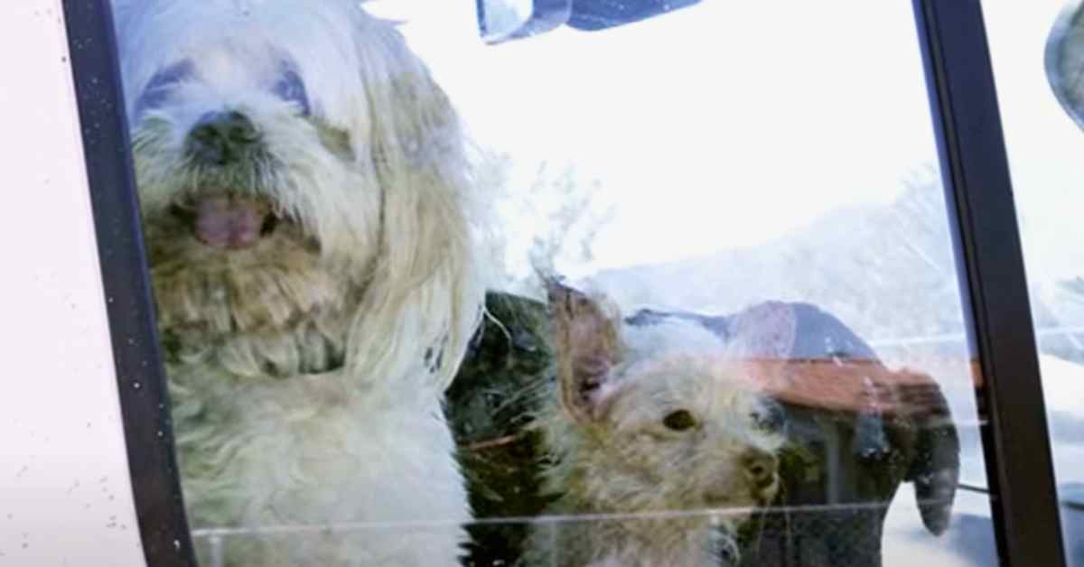 dogs behind window