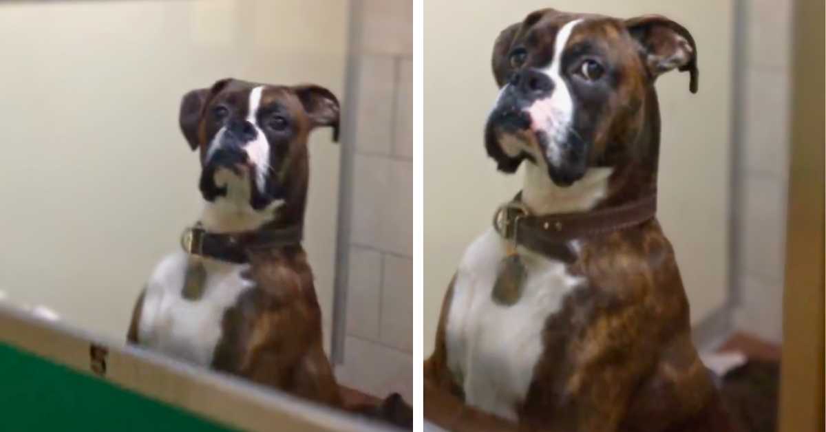 dogs expression at vets