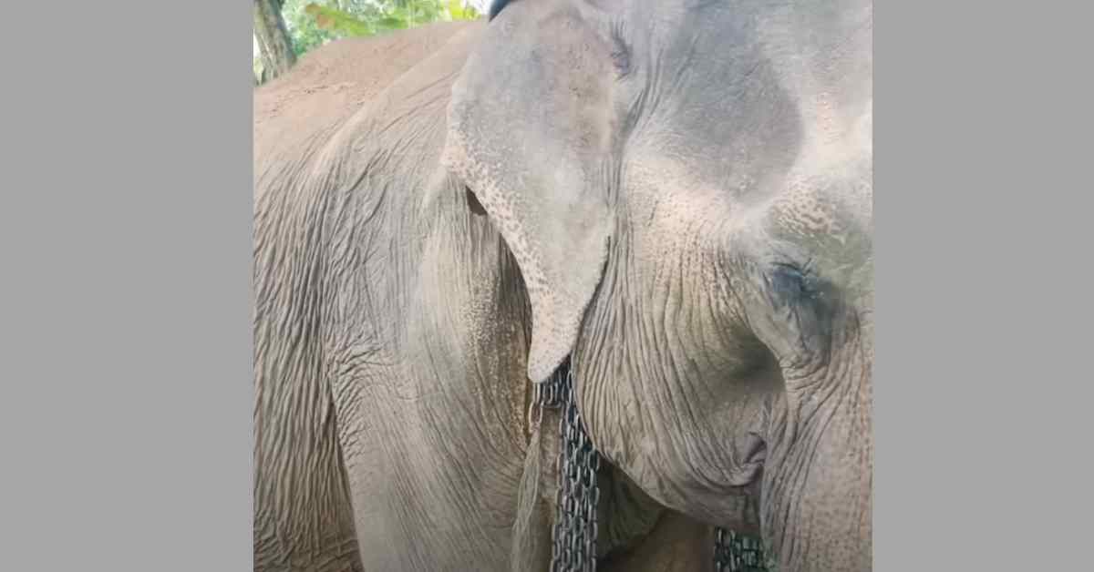 elephant in heavy chain close up