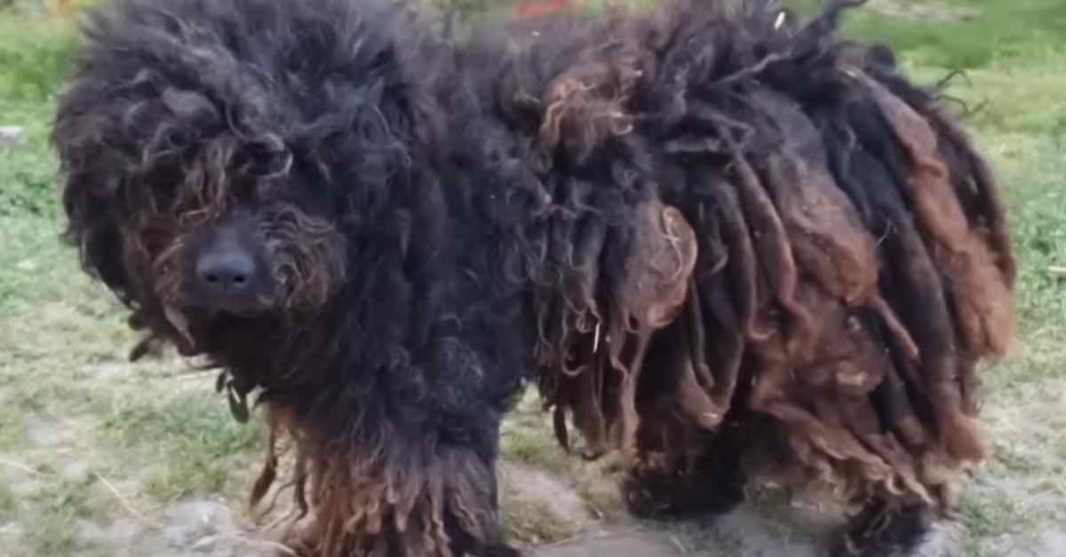 hairy abandoned dog with thick dreadlocks