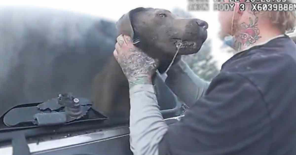 pulling dog from burning car