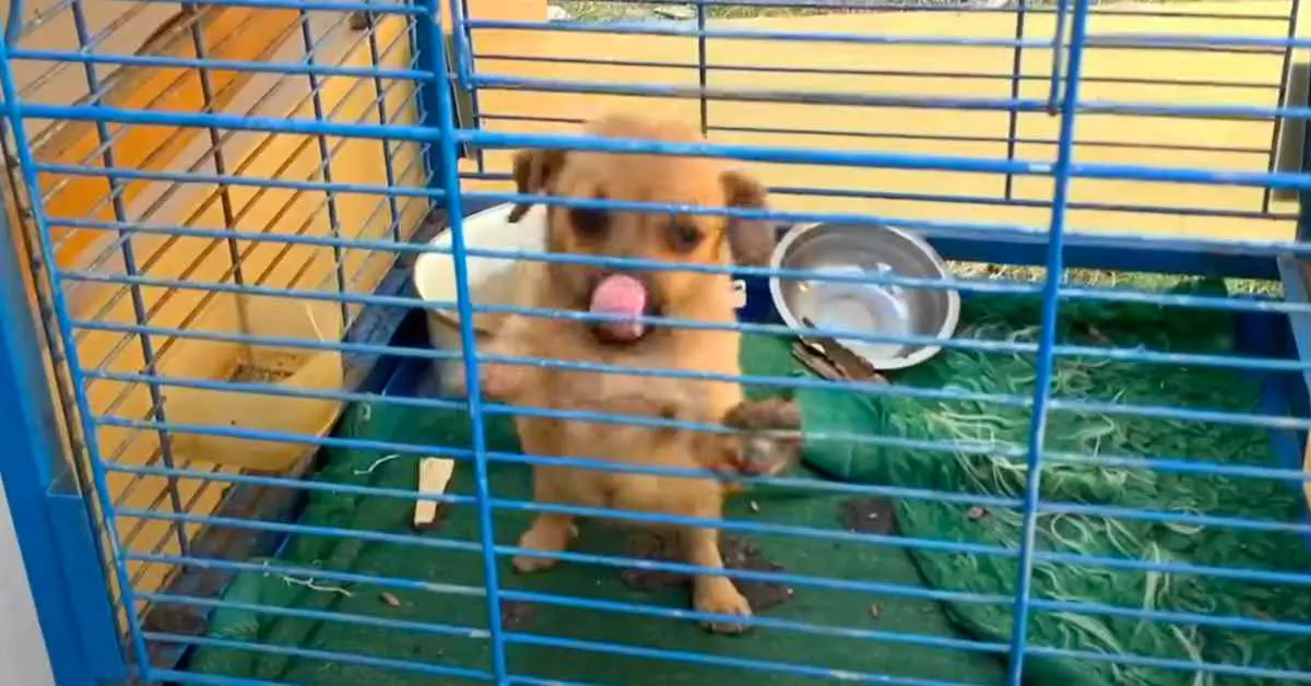 puppy in bird cage