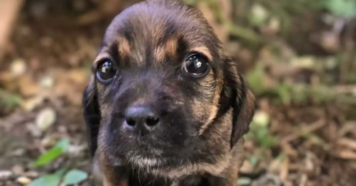 stray puppy with adorable eyes staring at camera