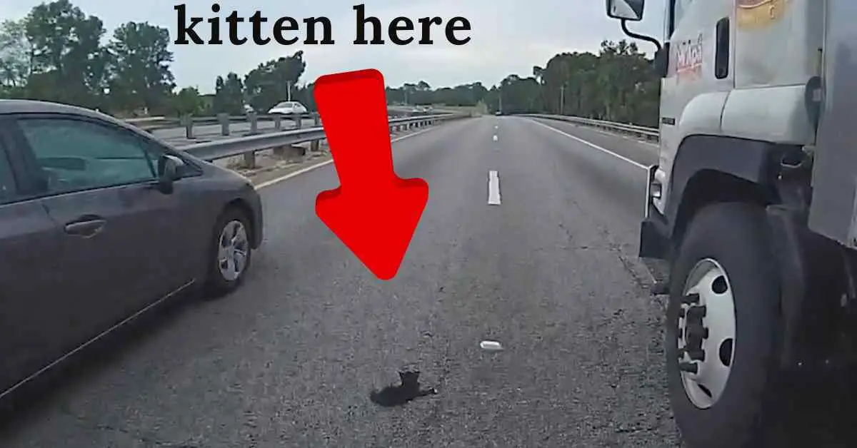 tiny kitten on the highway