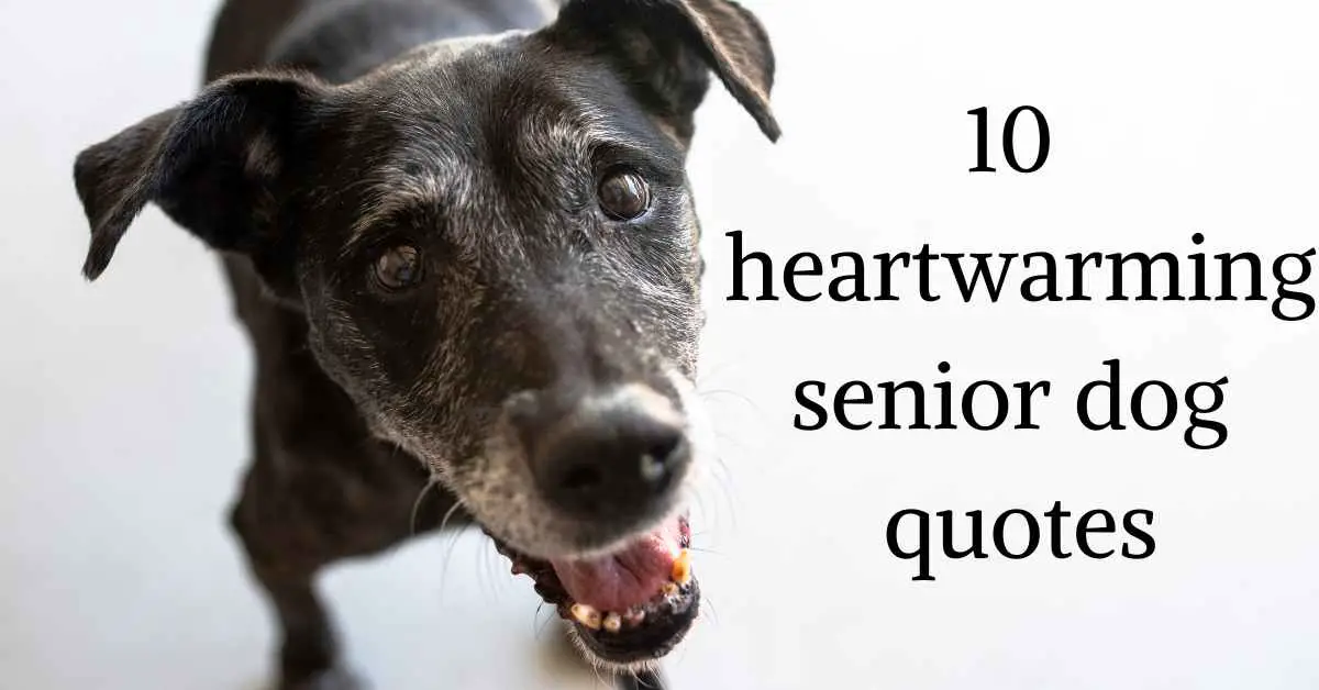 10 heartwarming senior dog quotes