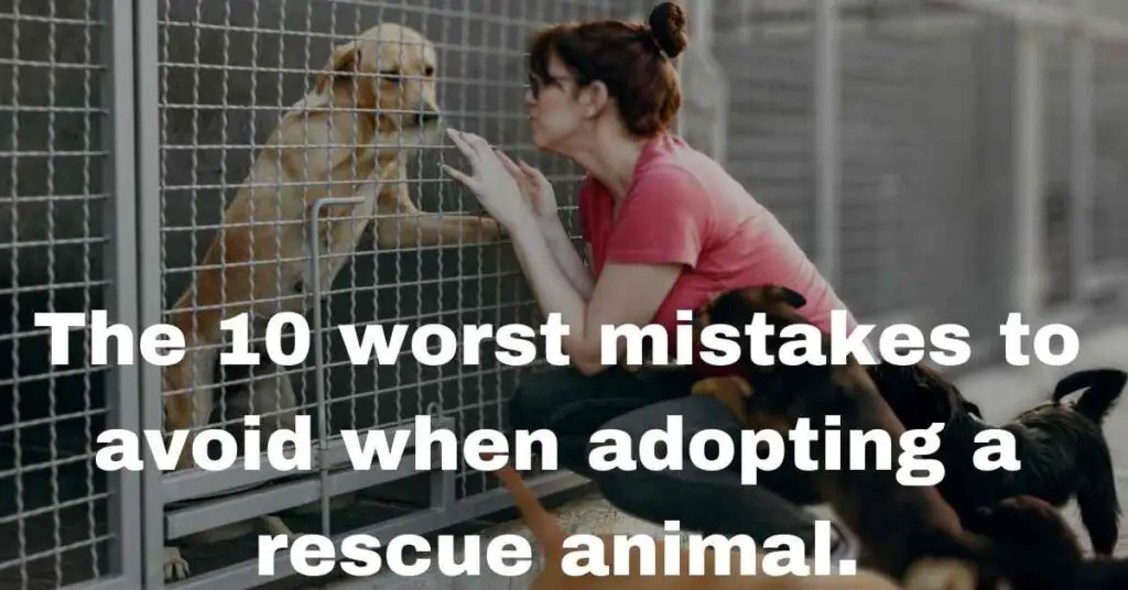 10 mistakes to make when adopting a rescue animal