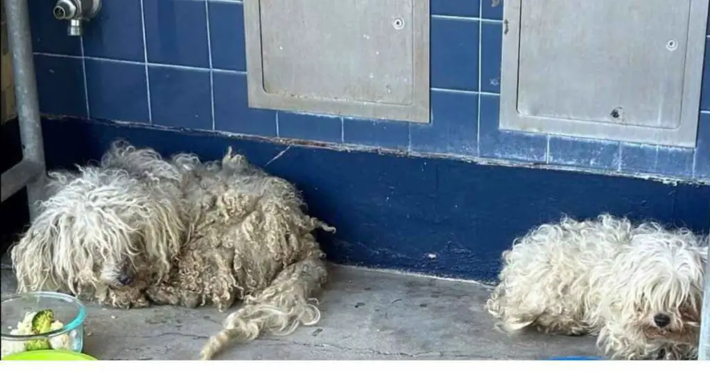 abandoned puppies in school bathroom