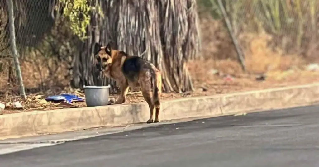 abandoned dog at side of road waiting for owners to return