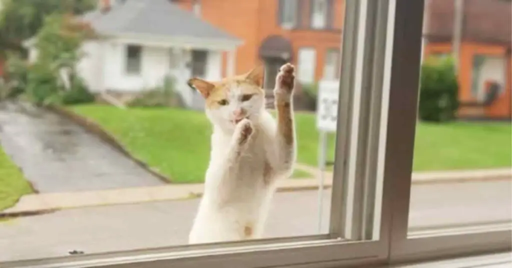 cat that has climbed up outside upstairs window